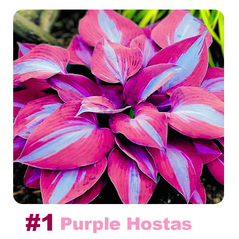 ๐ฑ 100 Mixed Hosta Jardin Perennials Lily Flower Seeds ๐บ๐ธ Cultivated in USA