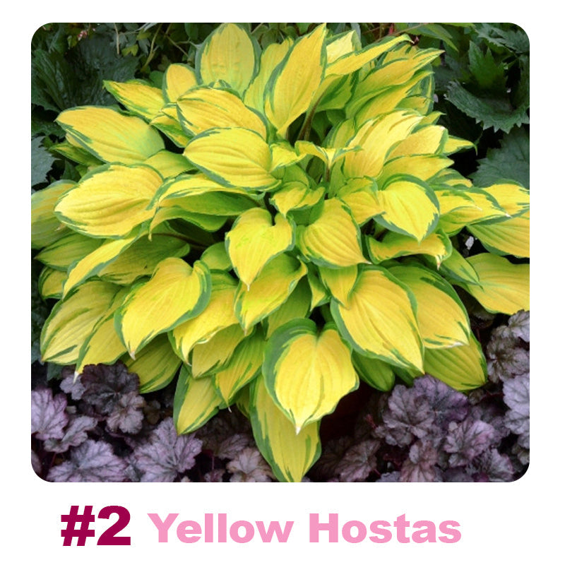 ๐ฑ 100 Mixed Hosta Jardin Perennials Lily Flower Seeds ๐บ๐ธ Cultivated in USA