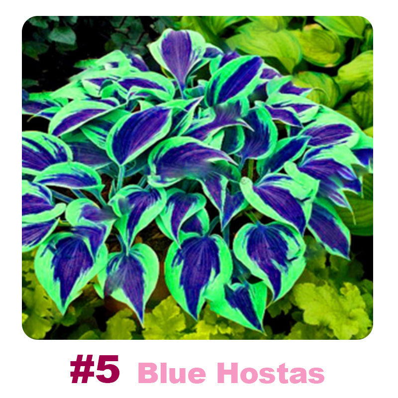 ๐ฑ 100 Mixed Hosta Jardin Perennials Lily Flower Seeds ๐บ๐ธ Cultivated in USA