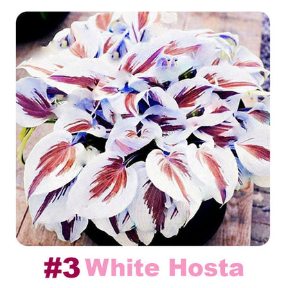 🌱 100 Mixed Hosta Jardin Perennials Lily Flower Seeds 🇺🇸 Cultivated in USA